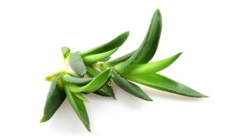 Aloe | Biola - Online kozmetika