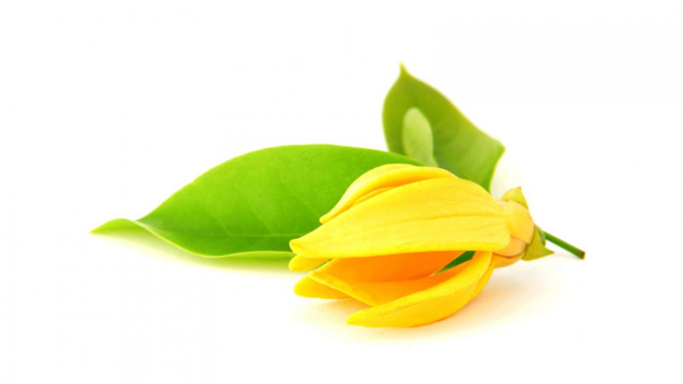 YLANG-YLANG YLANG-YLANG