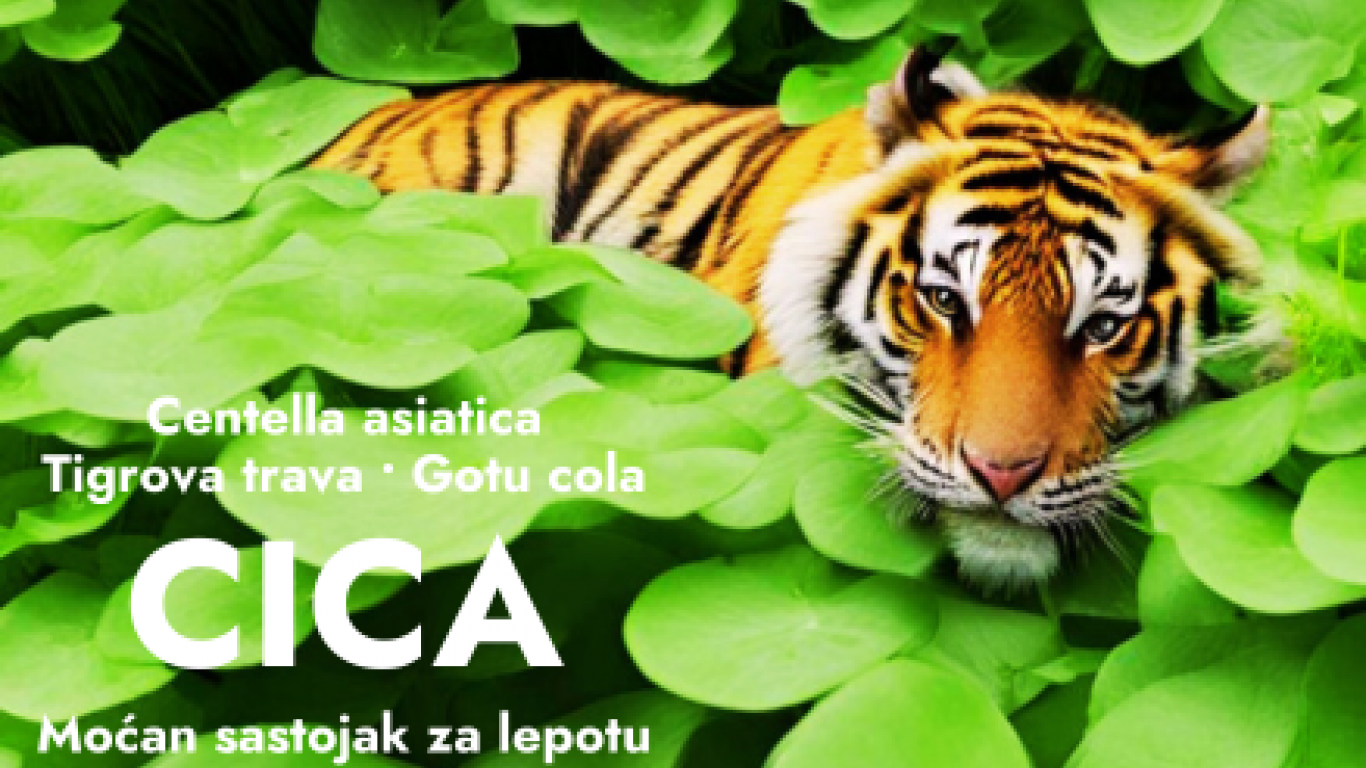 CICA CICA